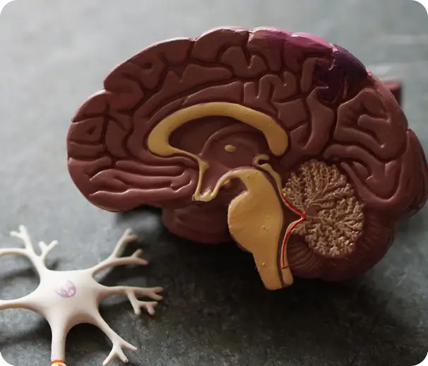 What Causes Mental Health Disorders?